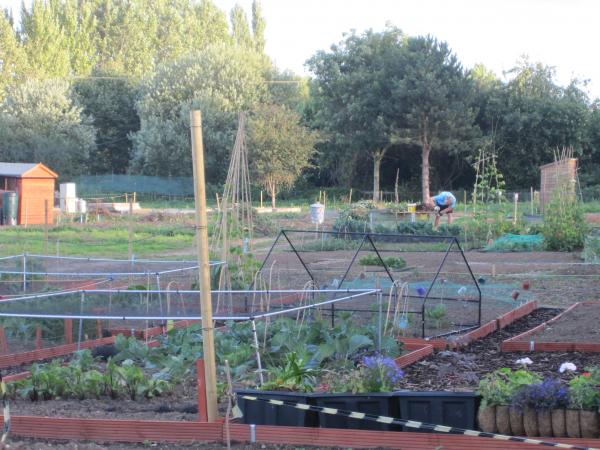 Image of N allotment