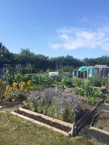 Image of an allotment